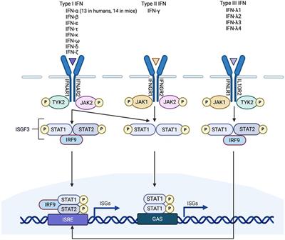 Interferons and interferon-related pathways in heart disease